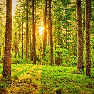 Gedenkwald von Irmi mit Pamela, Hajo, Jonathan, Max, Sandrina und Felix für Reinhard Hofstetter 